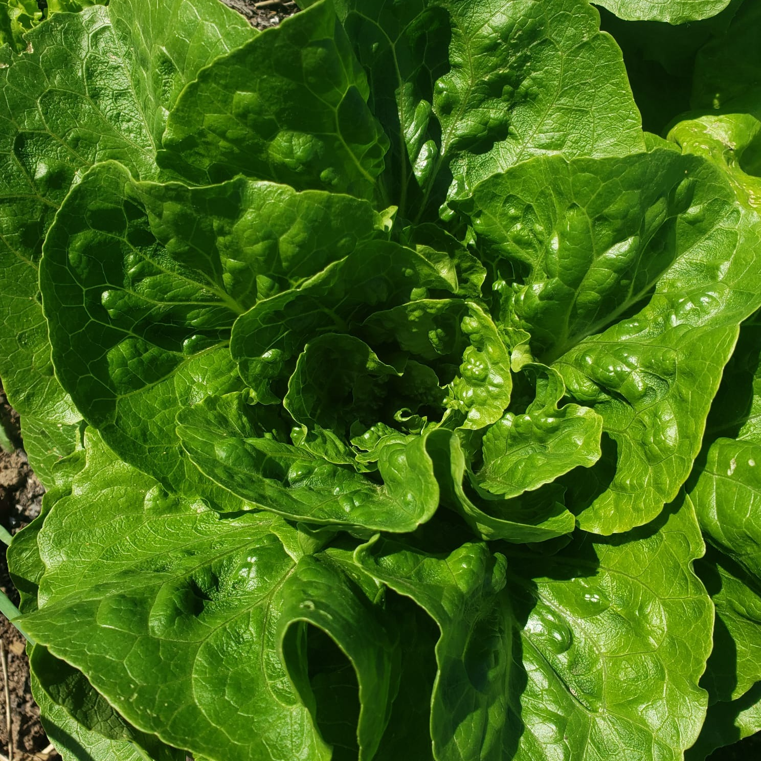 Laitue Romaine