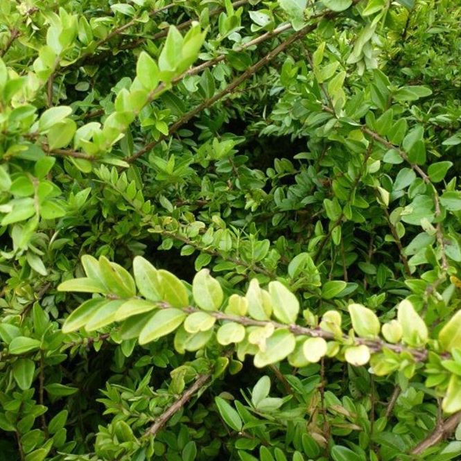 Chèvrefeuille arbustif - Lonicera nitida "Maigrun"