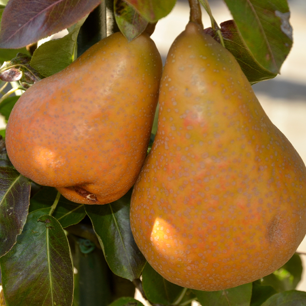 Poirier 'Beurrée Durondeau'/ OHF87 Racines nues / Inférieur à 1m