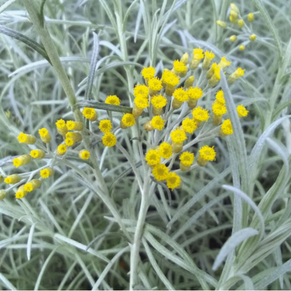 Helichryse (plante curry) - 10g