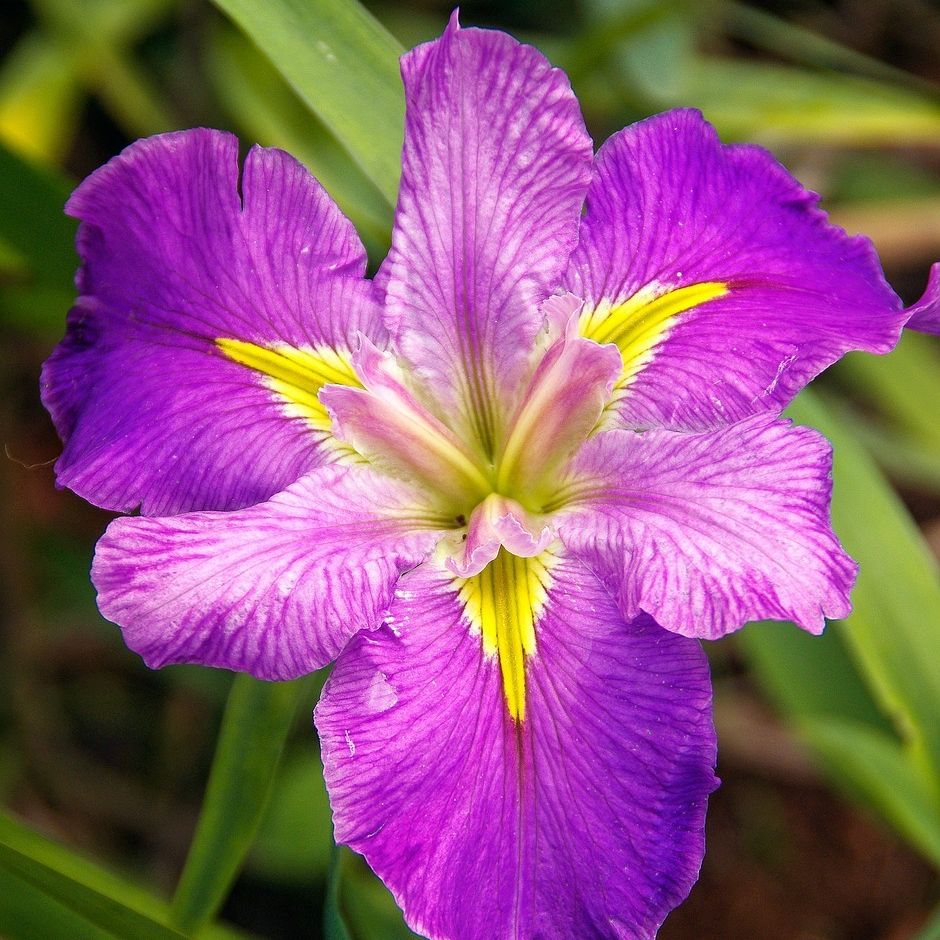Iris du Japon (Iris ensata) 'Crystal Halo' - 1l