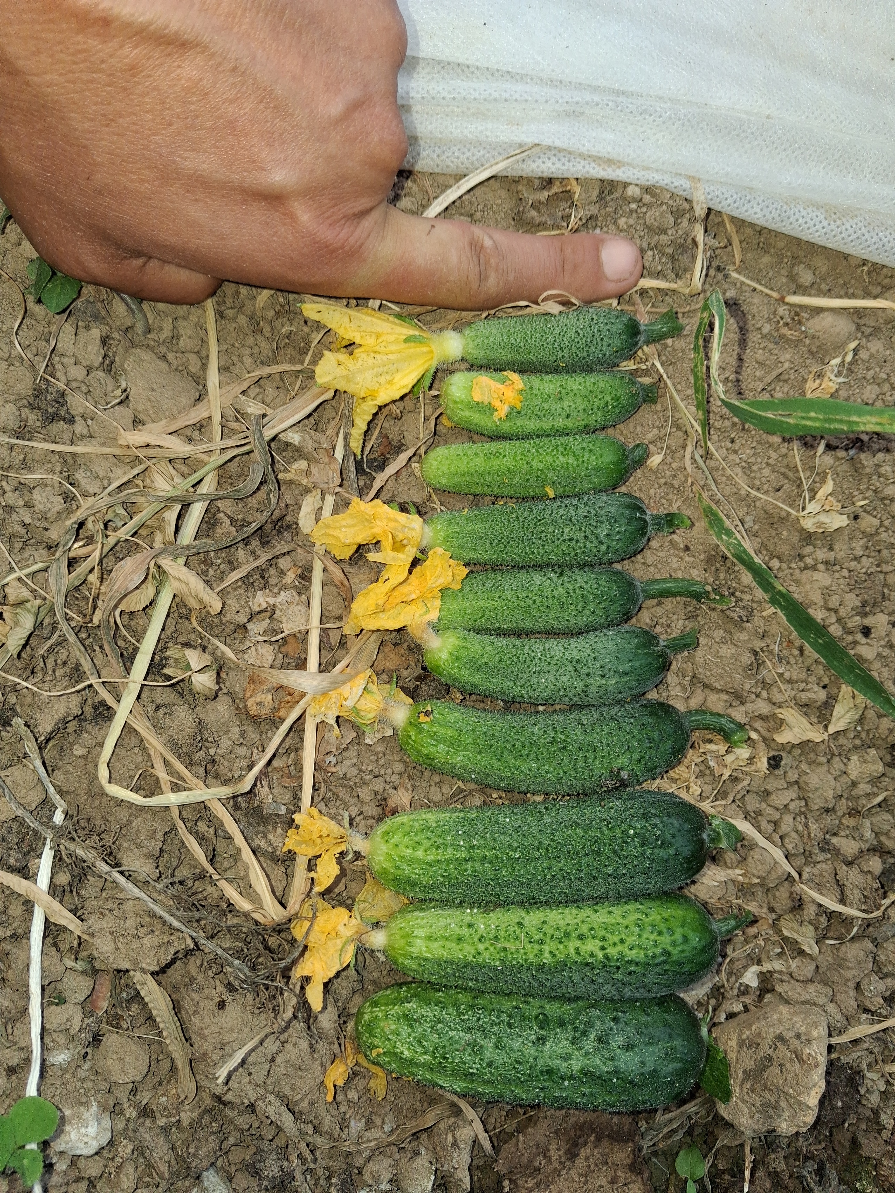 Cornichon