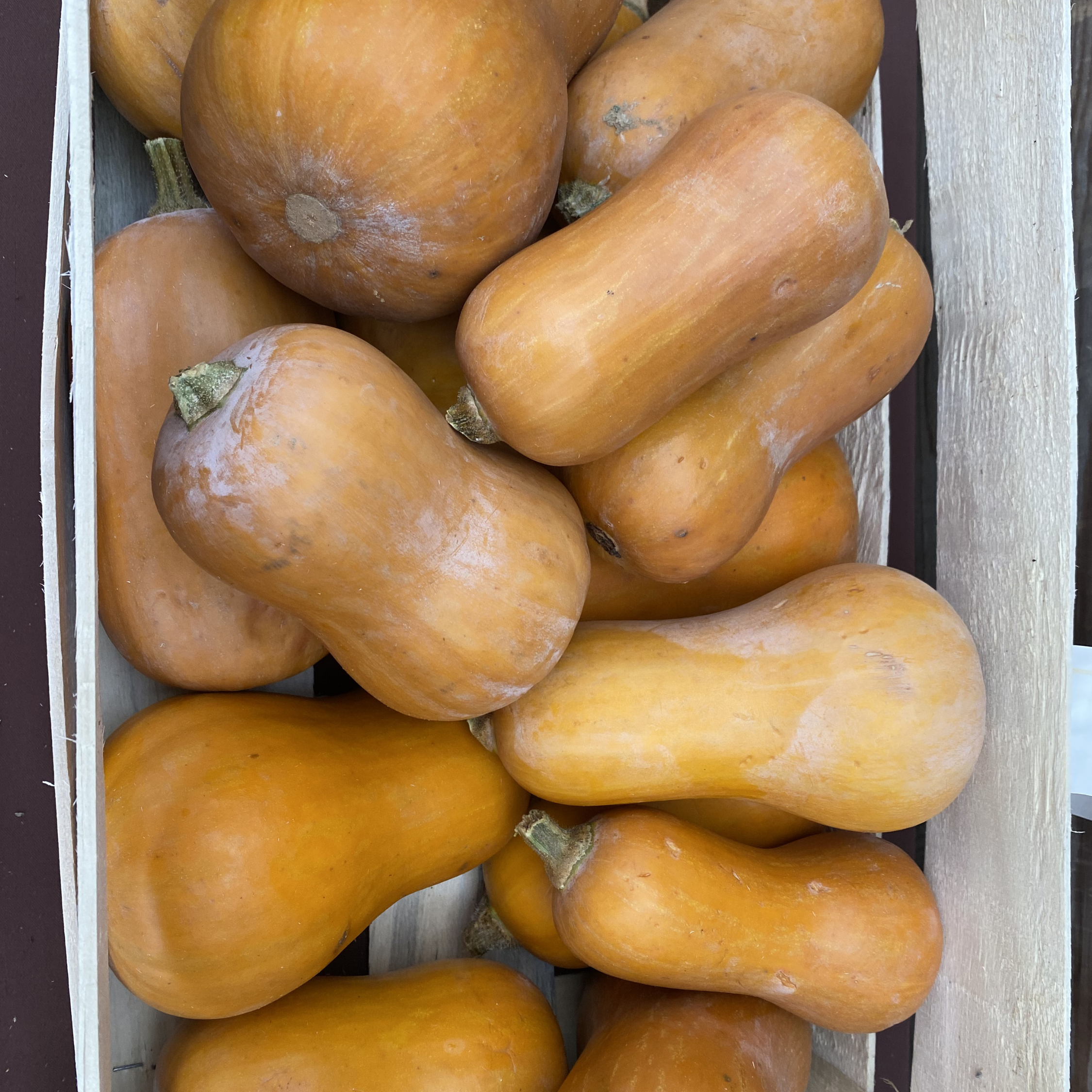 Courge Butternut