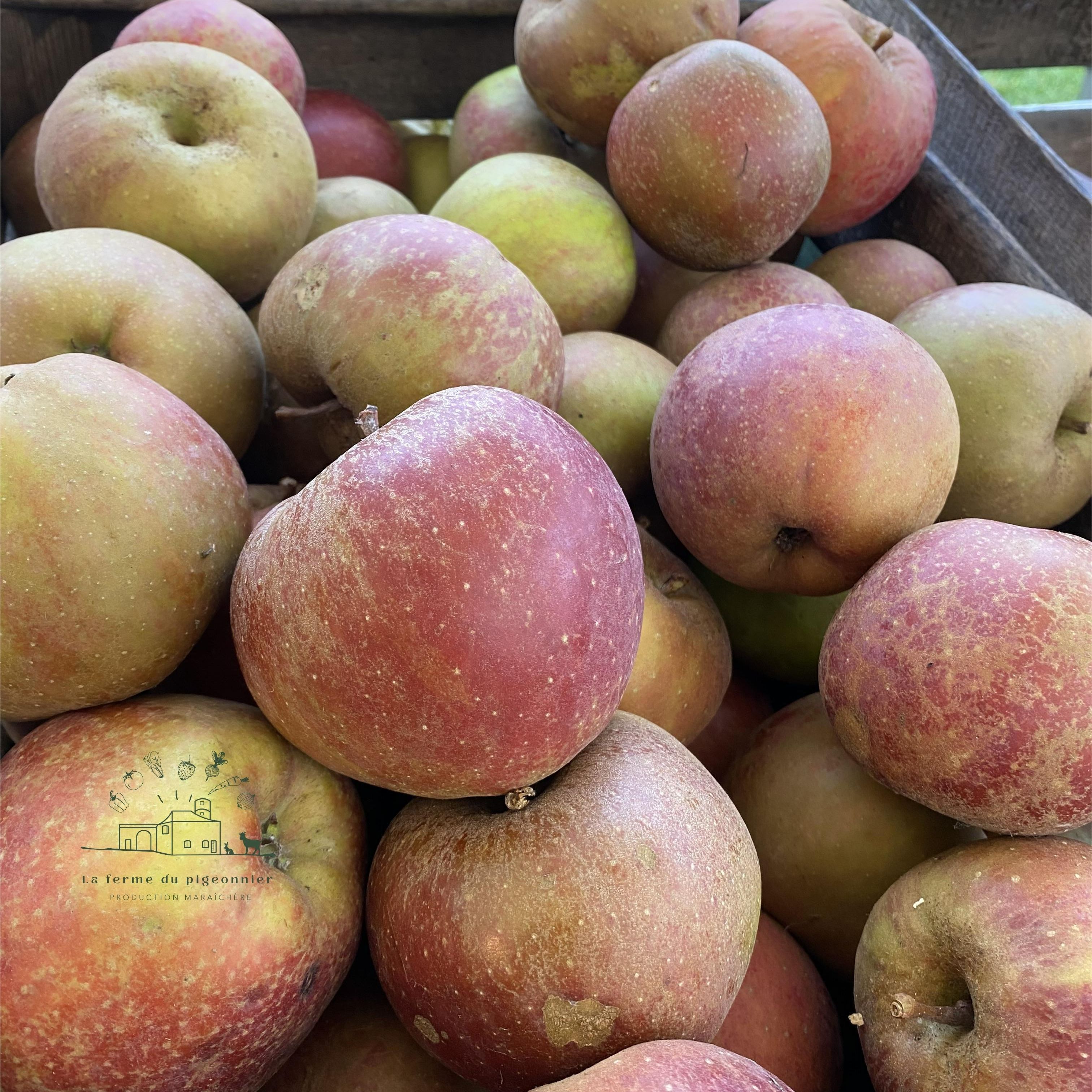 Pomme à cuire
