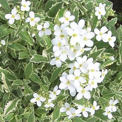 Corbeille d'argent panachée - Arabis caucasica variegata