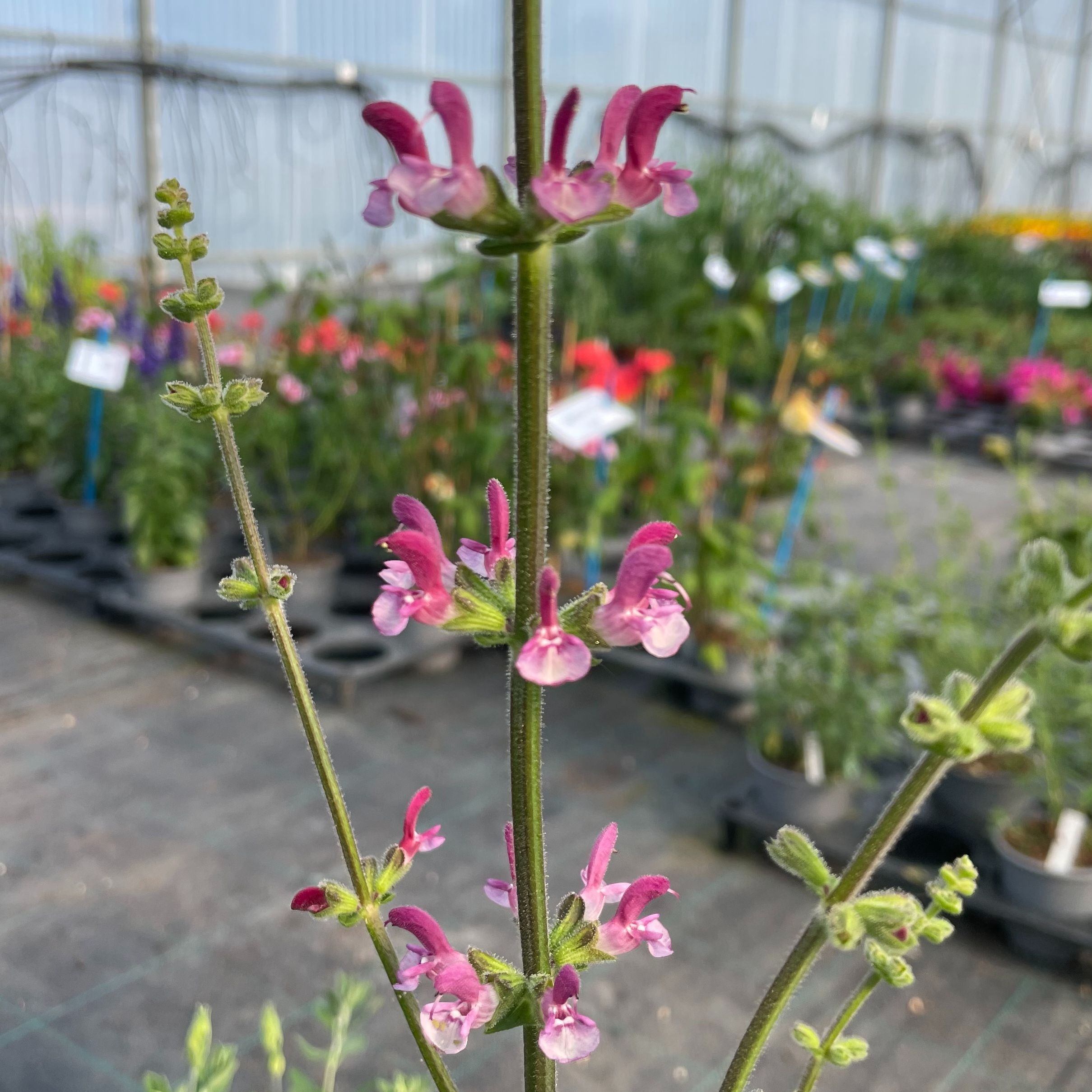 Salvia viscosa