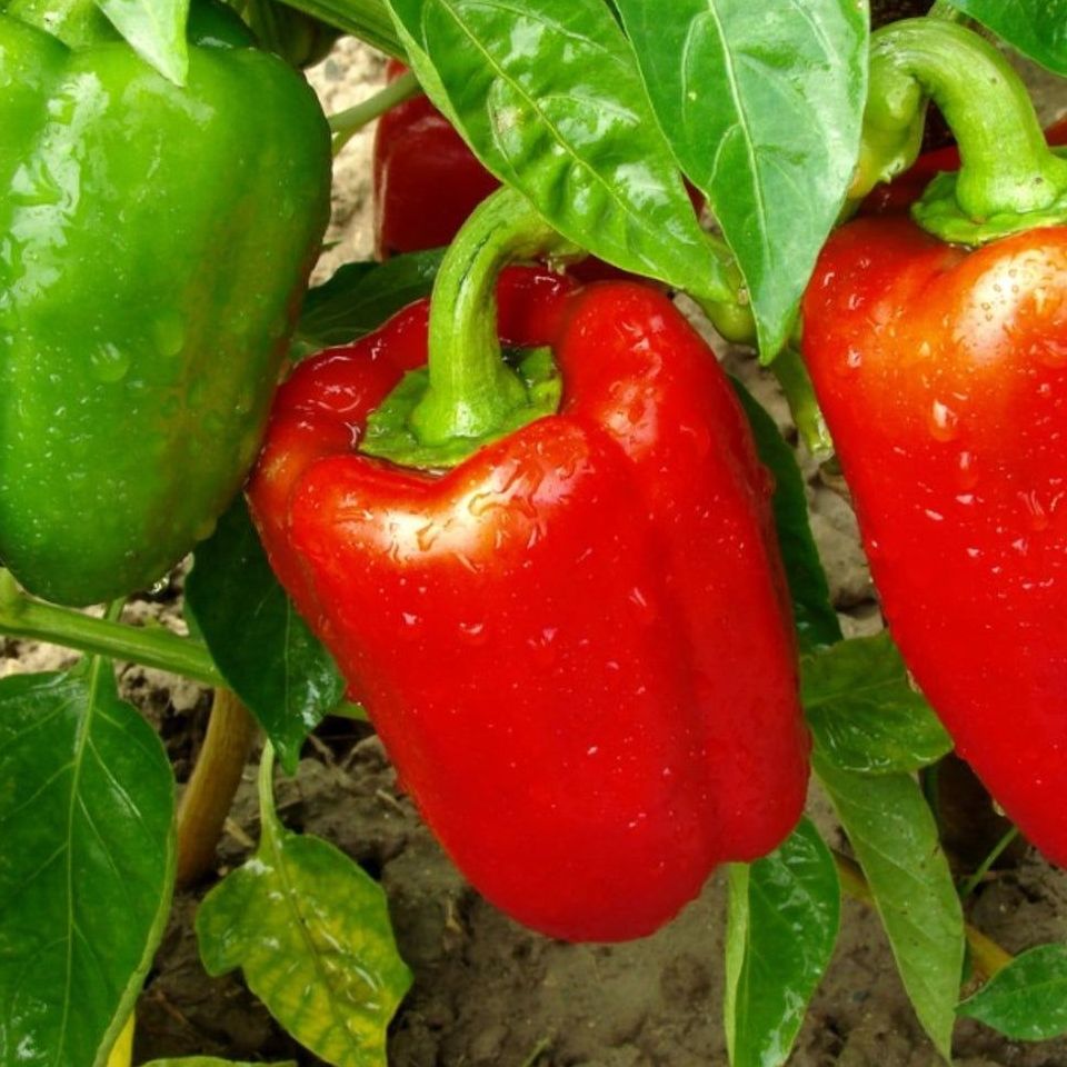 Poivrons rouges