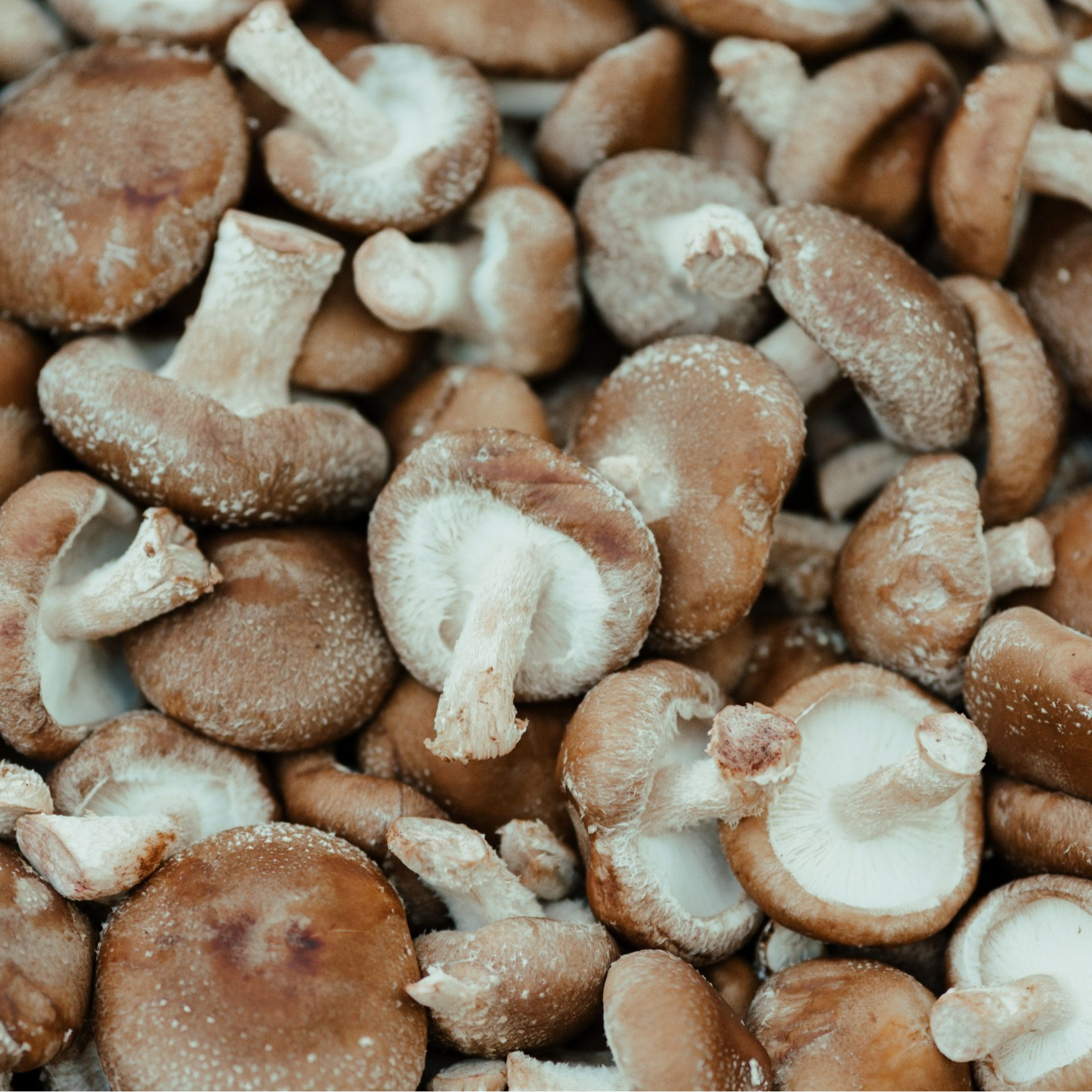 Champignon Shiitake - 200g