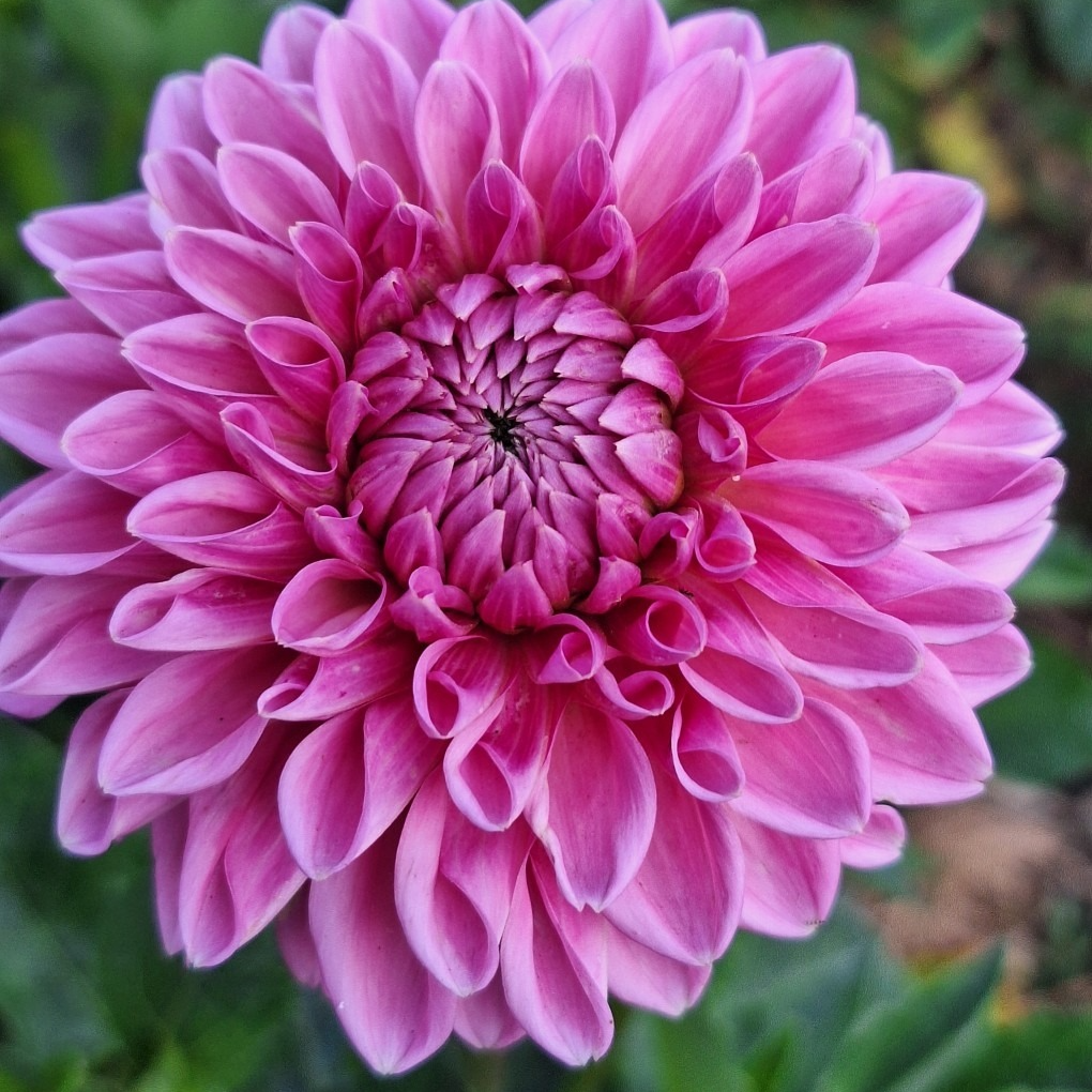 Tubercules de Dahlias – Variété "Sandra" - 0,15g