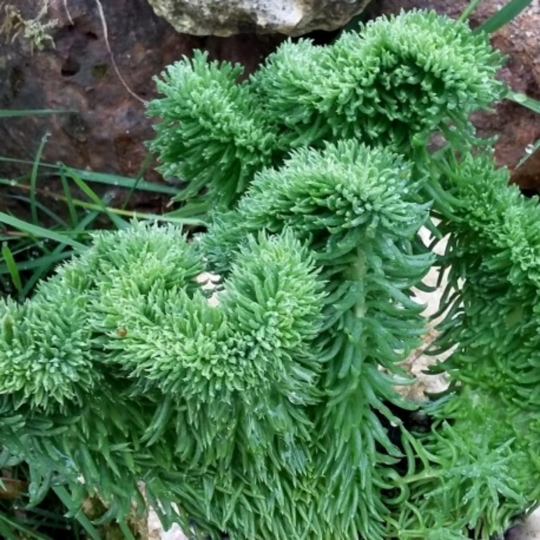 Sedum rupestris ‘Crispum’