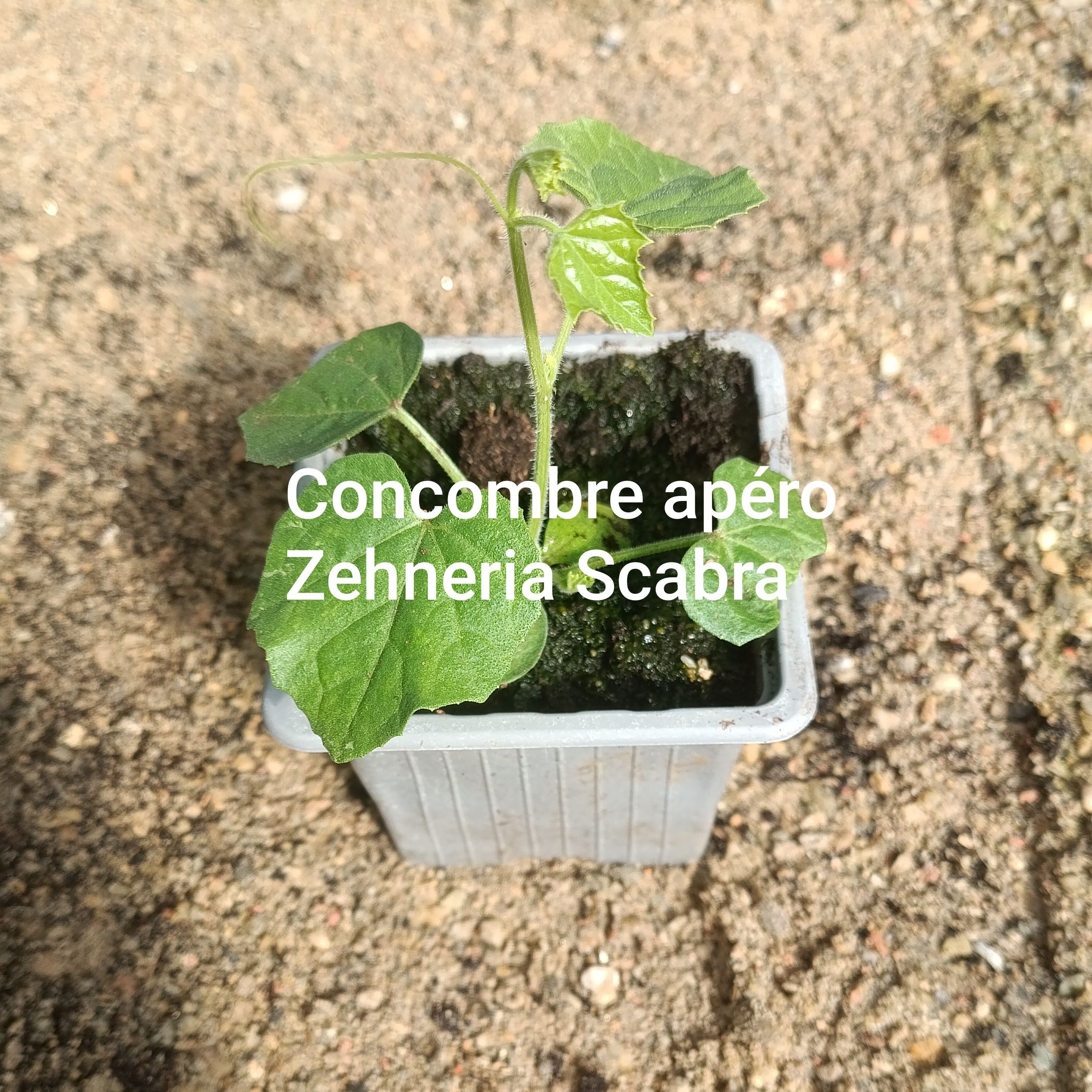 Plant légume - concombre "apéro" cucamelon