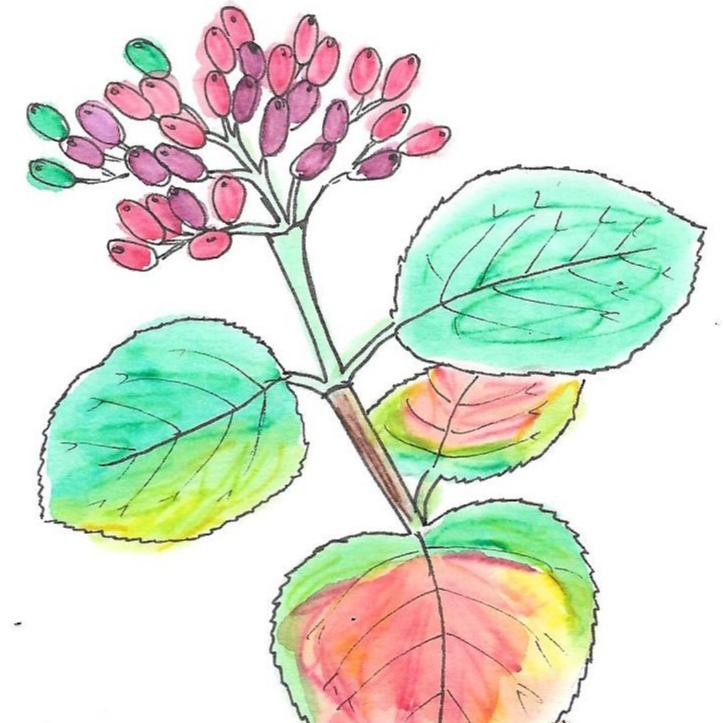 Viorne lantane - 15ml