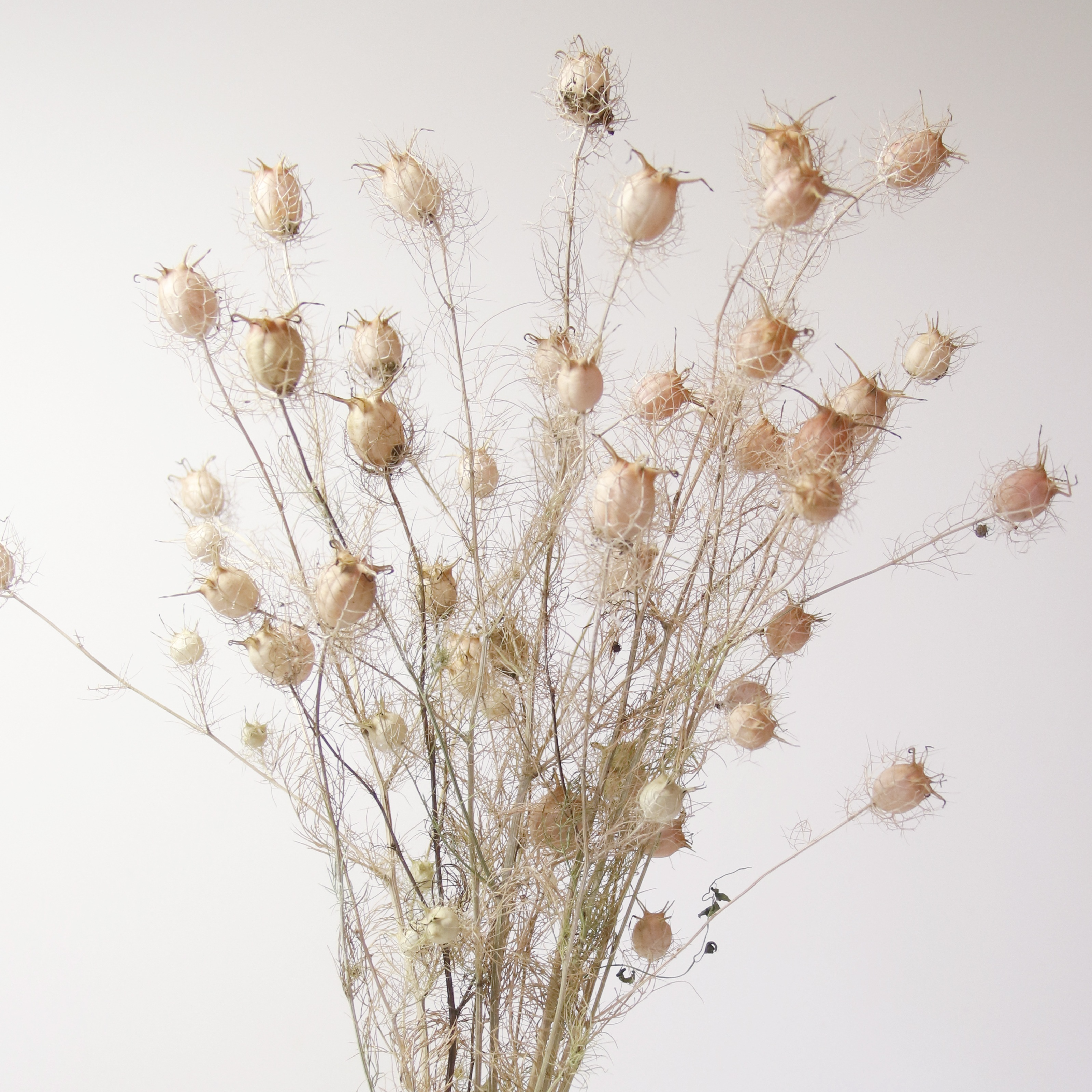 Nigelle De Damas séchée