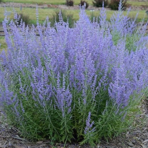 Perovskia atriplicifolia blue spire en pot 12 cm