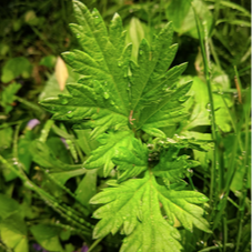 Armoise 'Thomas' - pot 2L