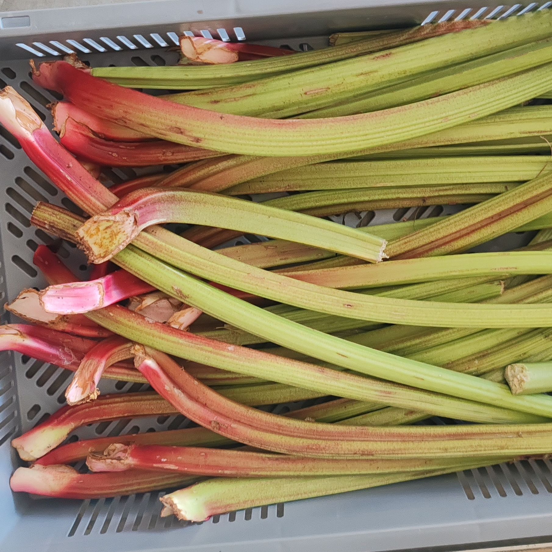Rhubarbe - 500g