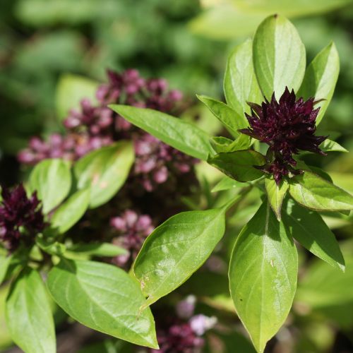 BASILIC CANNELLE Bio