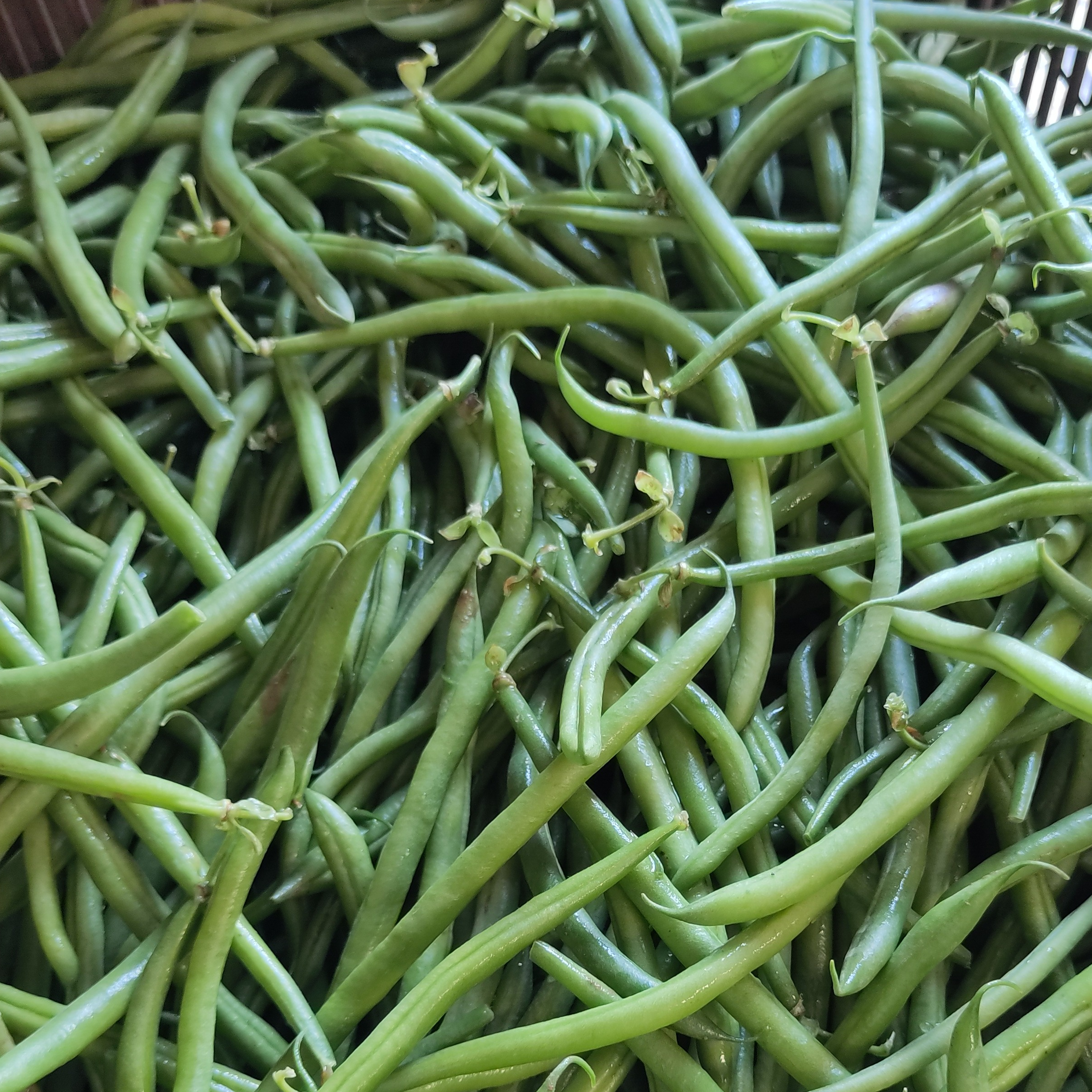Haricots verts Bio