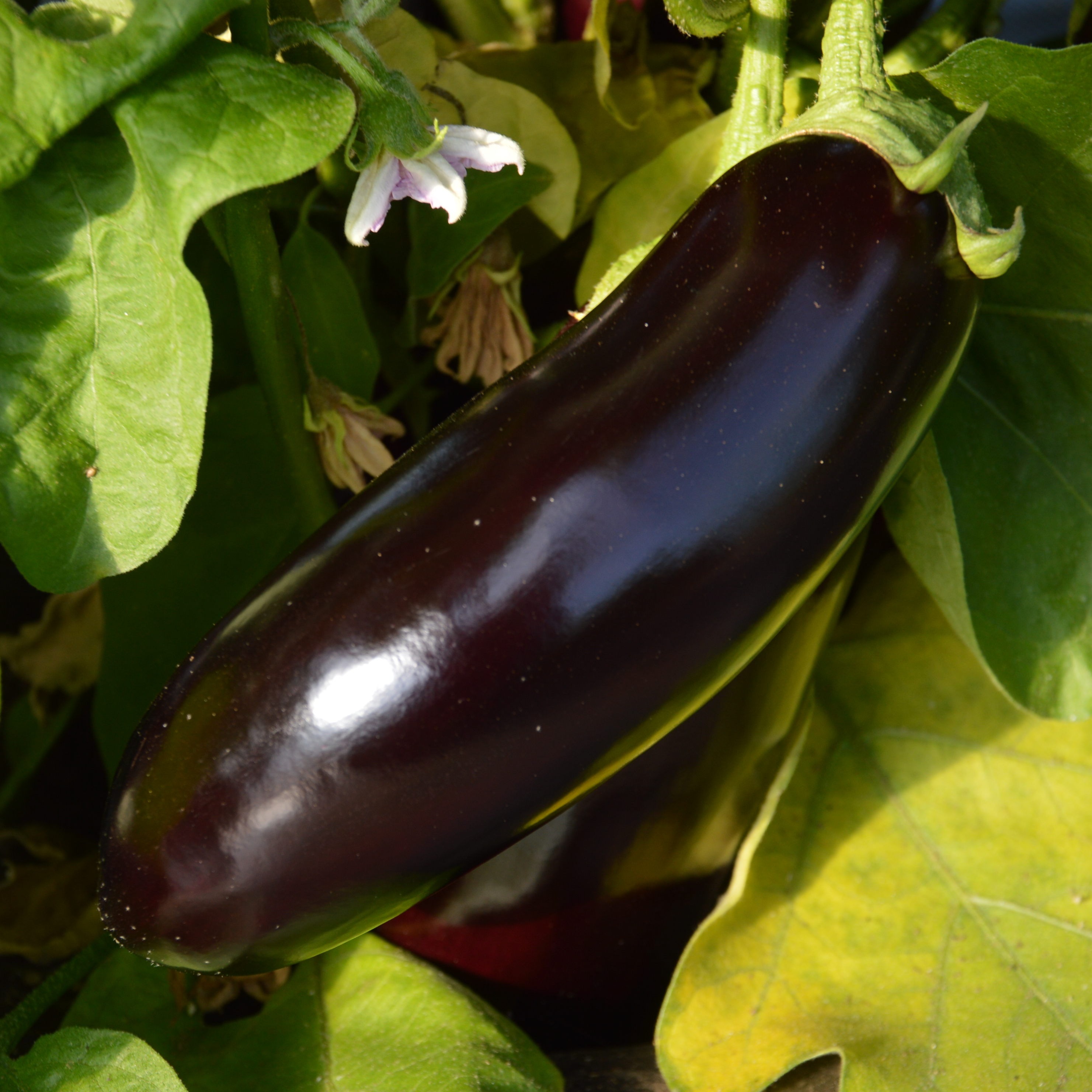 Aubergine Longue Diamond