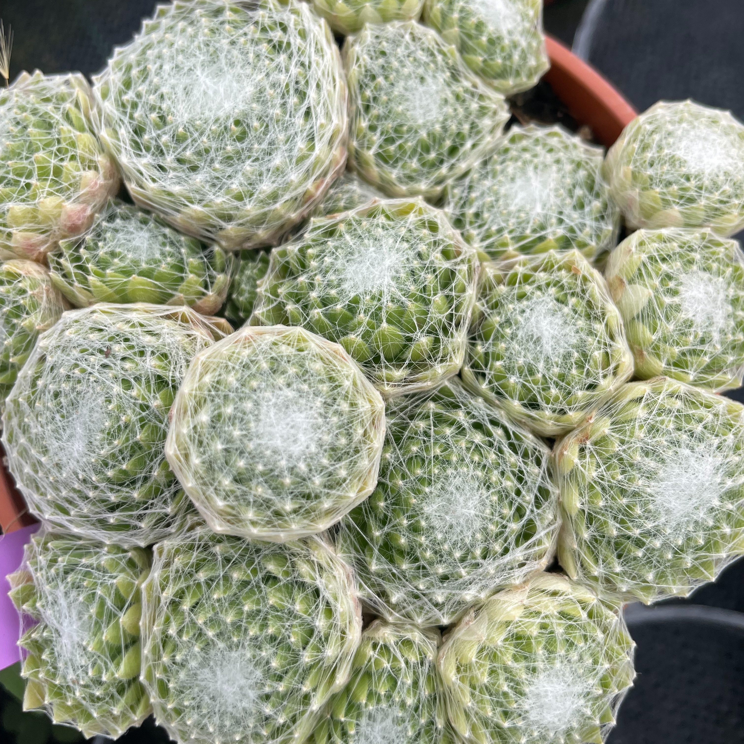 Sempervivum 'Silberina'