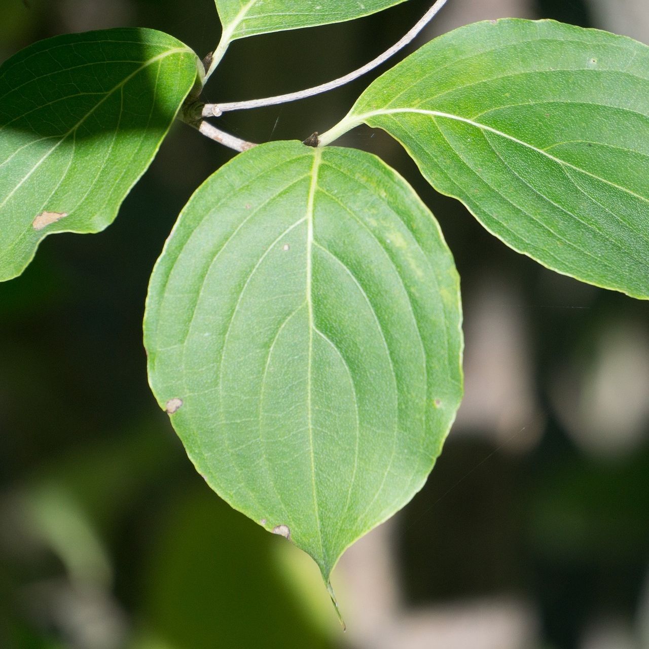 Cornouiller mâle (Cornus mas)