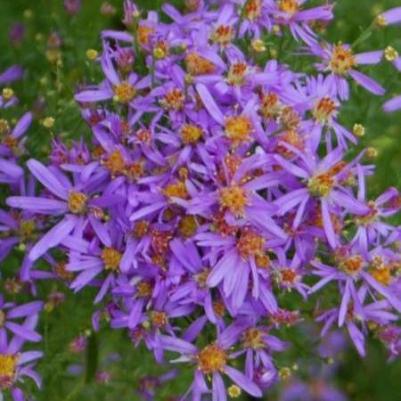Aster à feuilles de sedum (Aster sedifolius) 'Nanus' - 1l