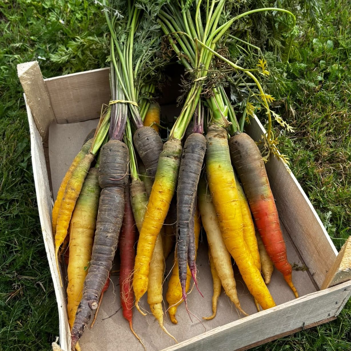 Carottes couleurs botte