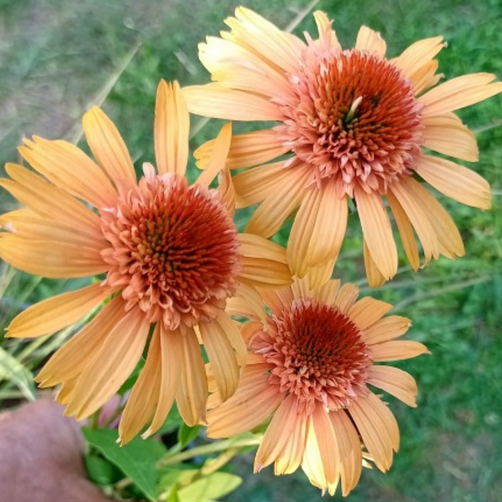 Echinacea Supreme Canteloup’