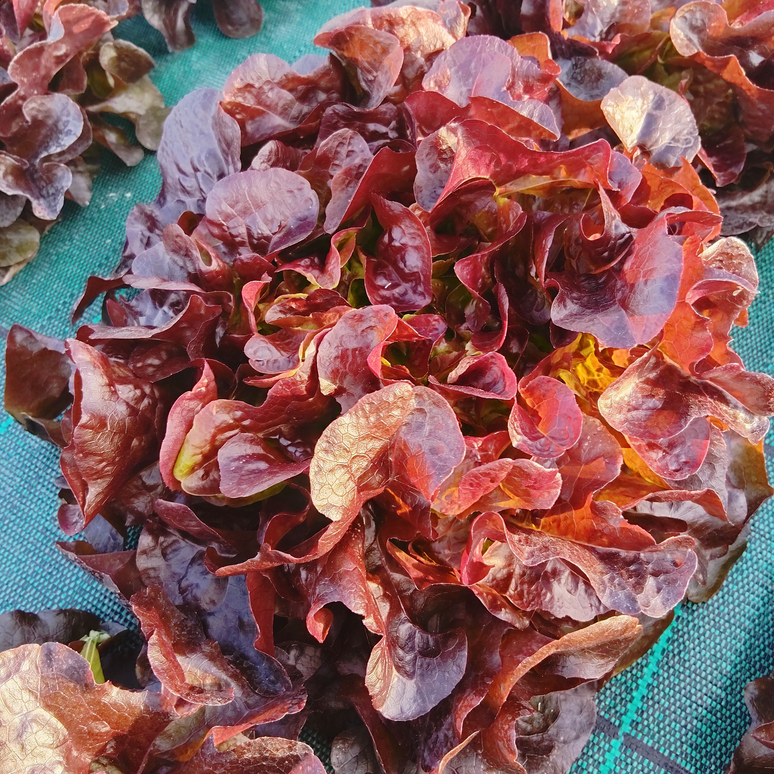 Laitue Feuille de chêne rouge