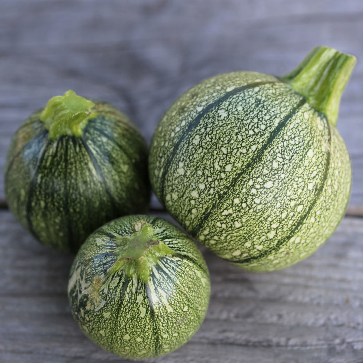 Courgette ronde de nice