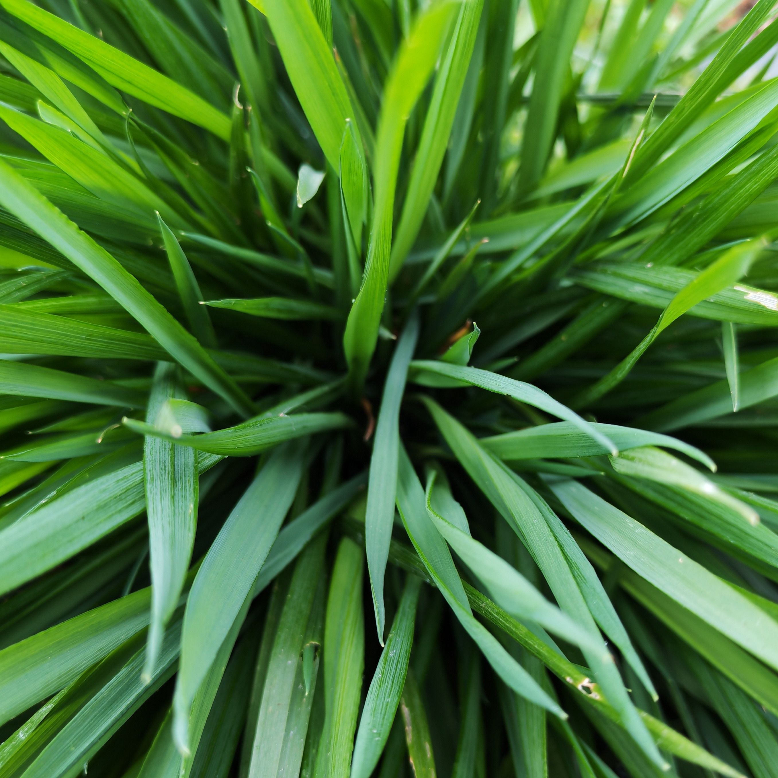 Flouve odorante - herbe aux bisons