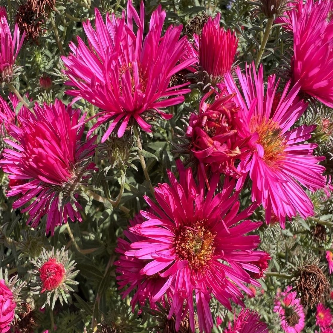 Aster de la NA (Aster novae-angliae) 'Andenken an Alma Pötschke' - 1l