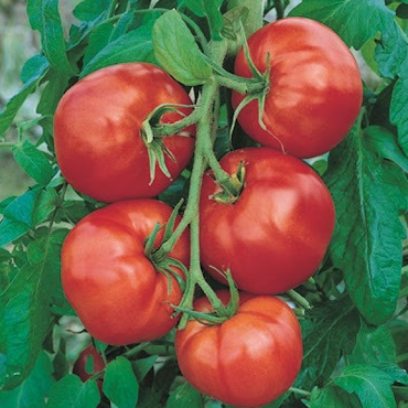 Tomate Saint Pierre