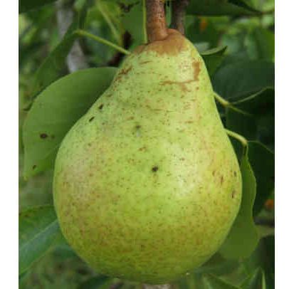 Poirier - Pyrus communis "Bon Chrétien William's"
