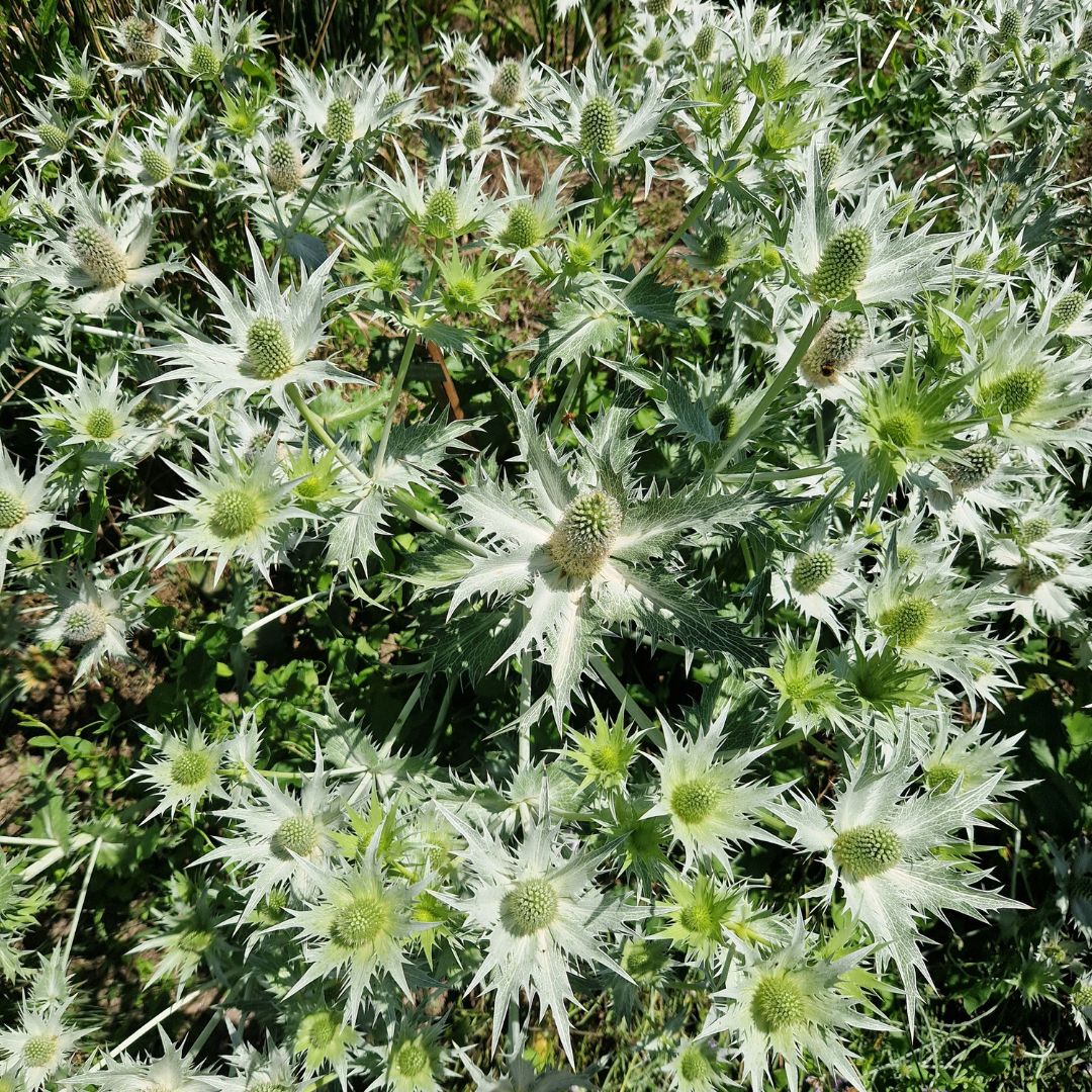 Eryngium giganteum
