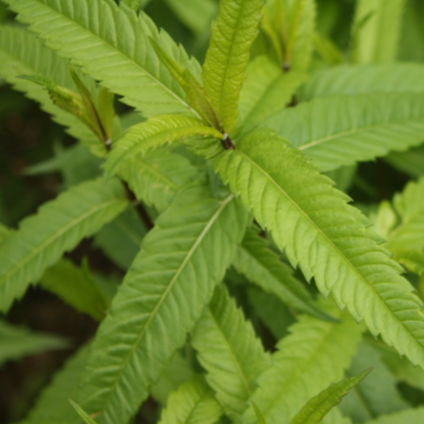 Crosne d'eau - pot 1L