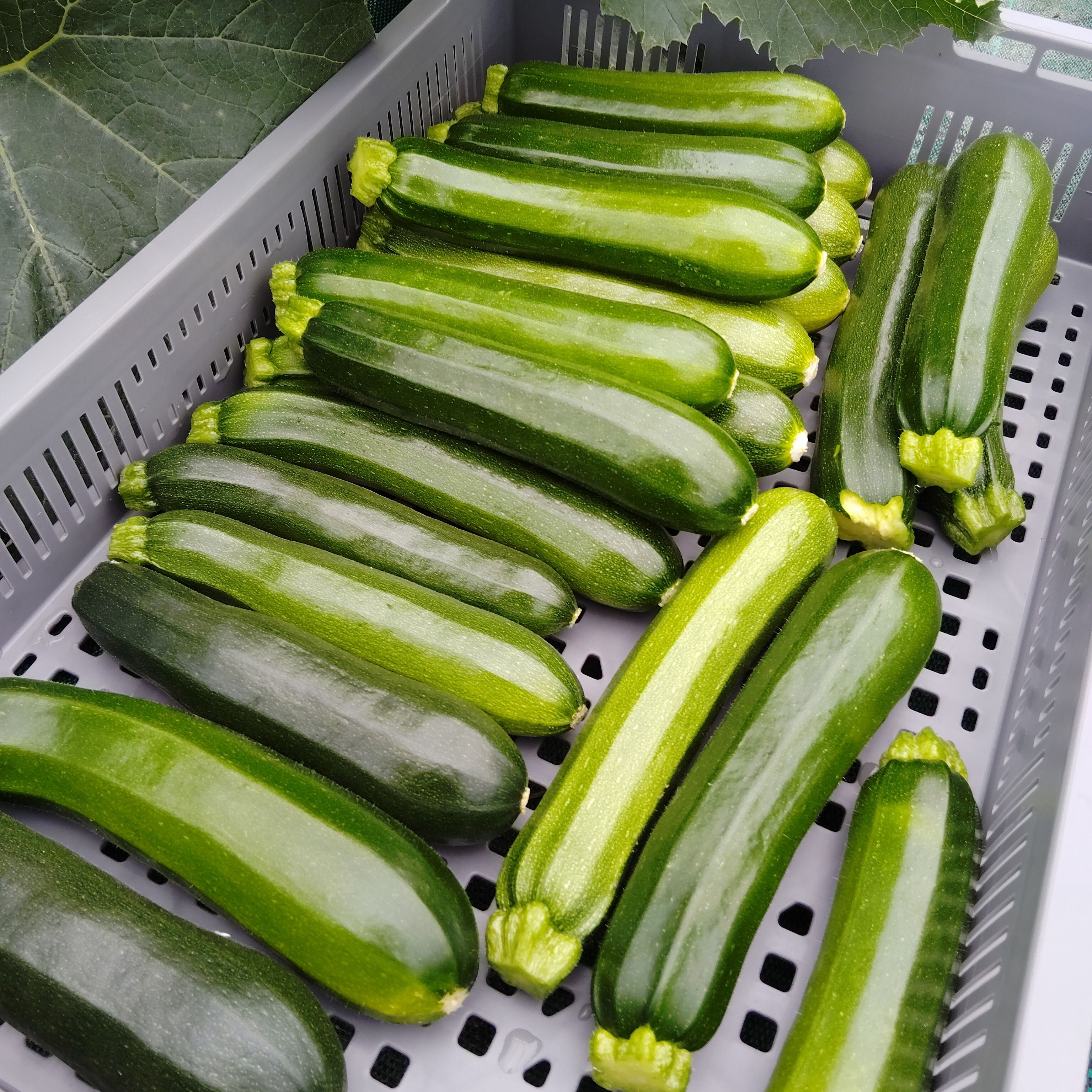 Courgette primeur 15/20cm