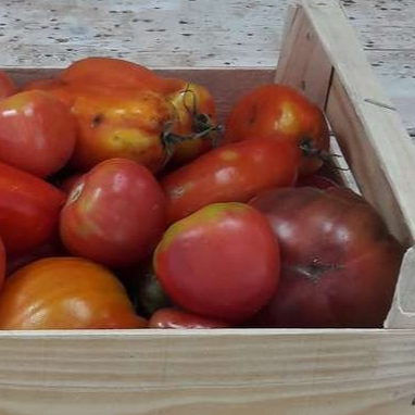 Tomate à coulis (très mûres ou abîmées)