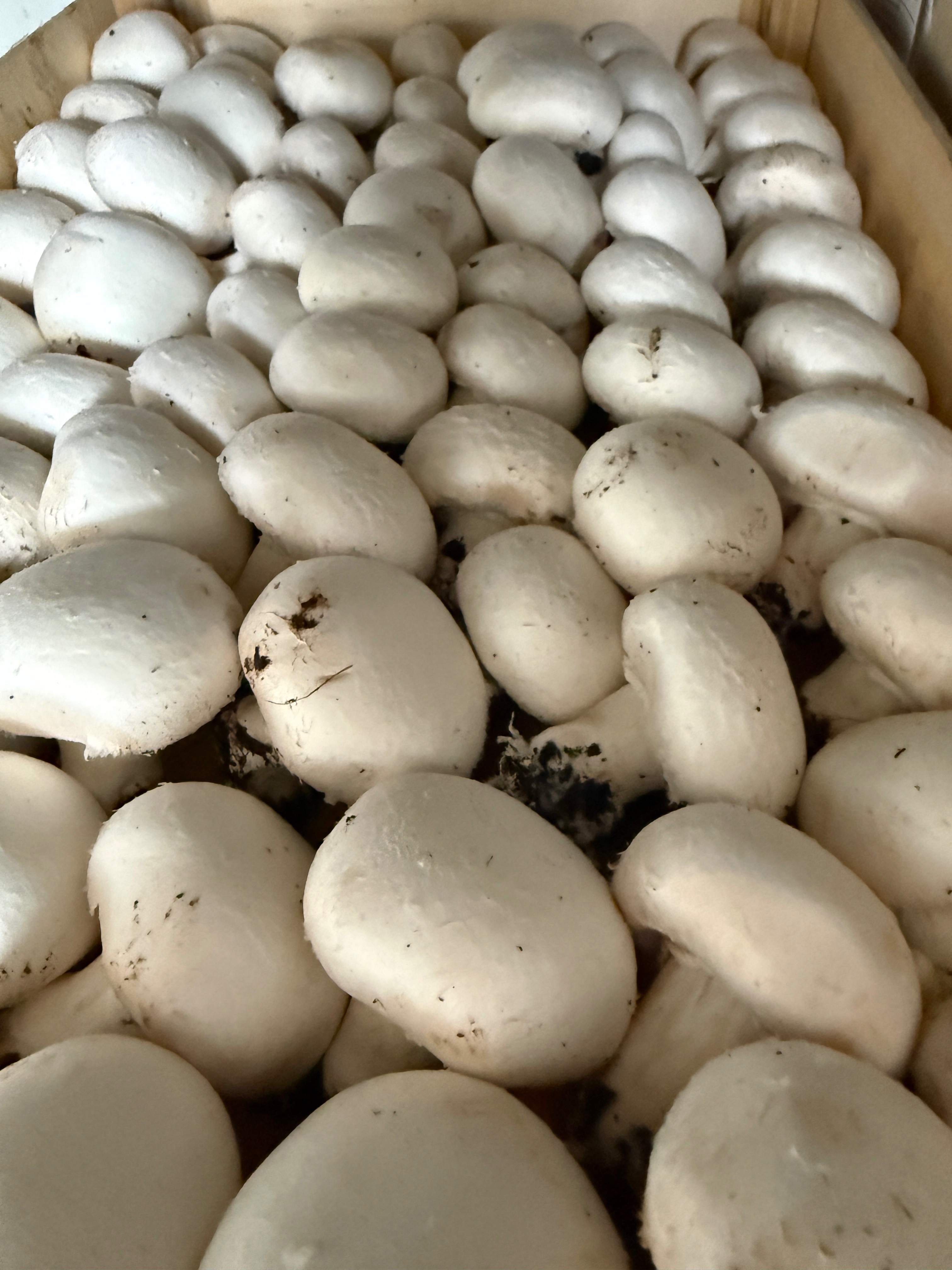 Champignon blanc - 200g