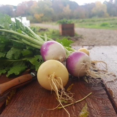 Navet nouveau - botte