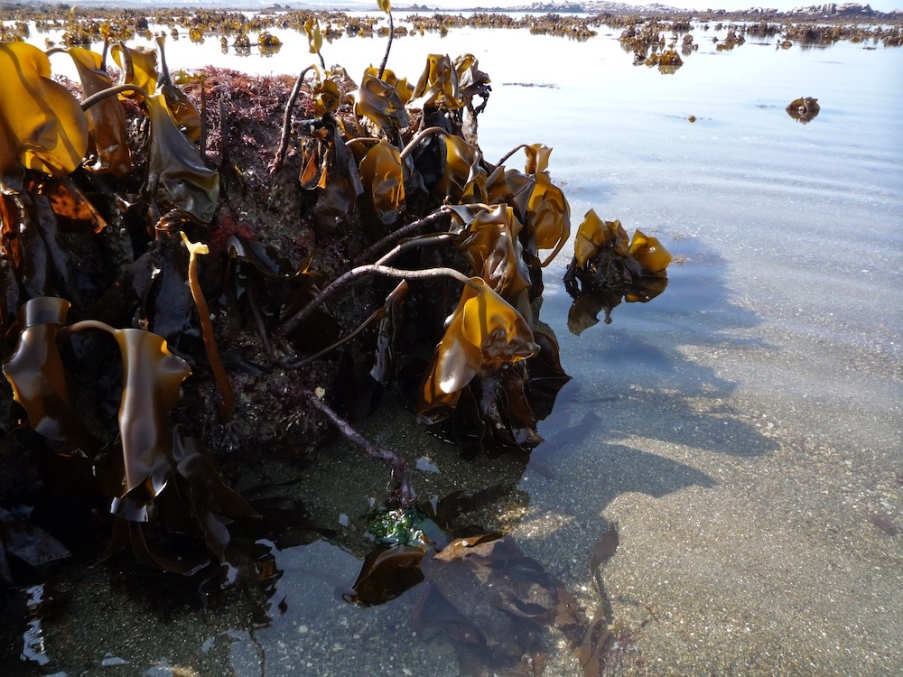 sortie Alg'Ô logique - 30 août 2026