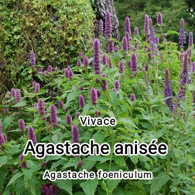 Plant Agastache anisée bio