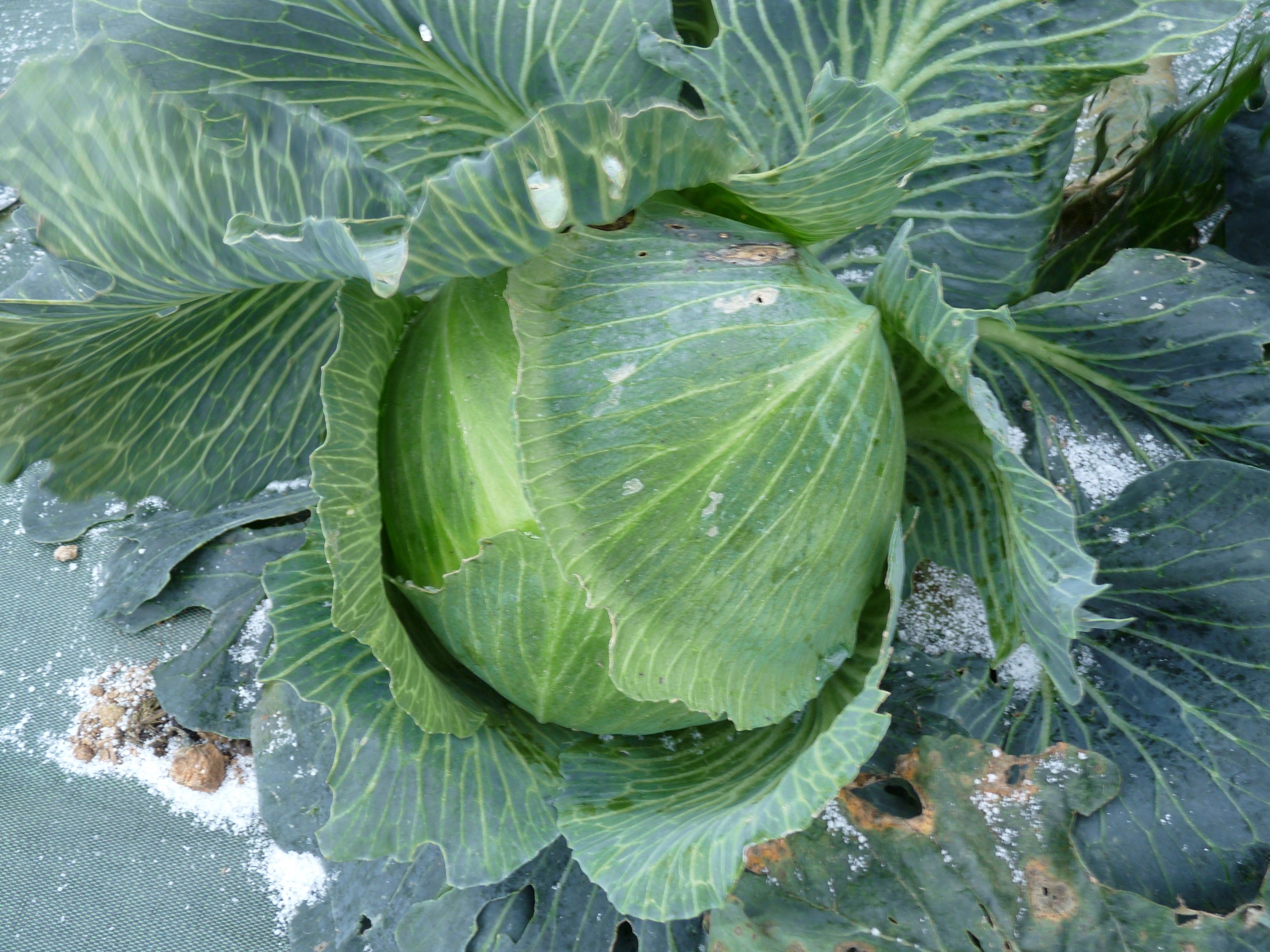 Chou plats (cabu) - 1000g