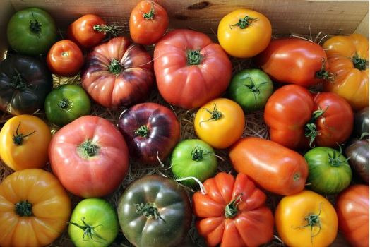 tomates anciennes mix - 500g