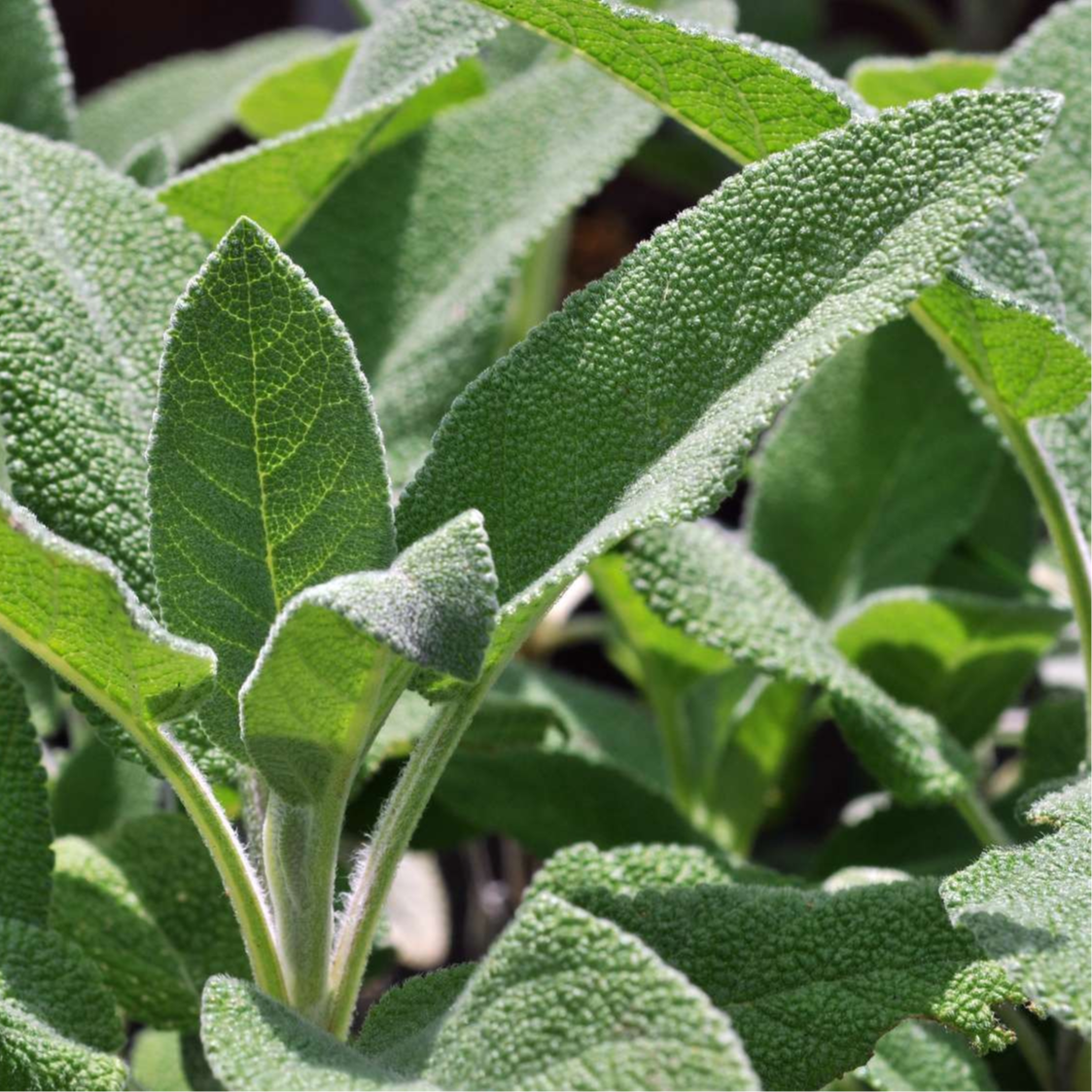 Sauge officinale, feuilles • Plante simple - 30g