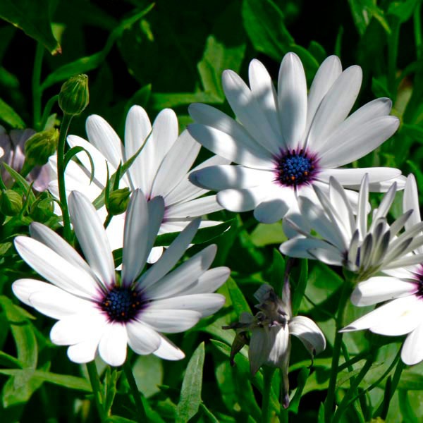 ARCTOTIS VENUSTA
