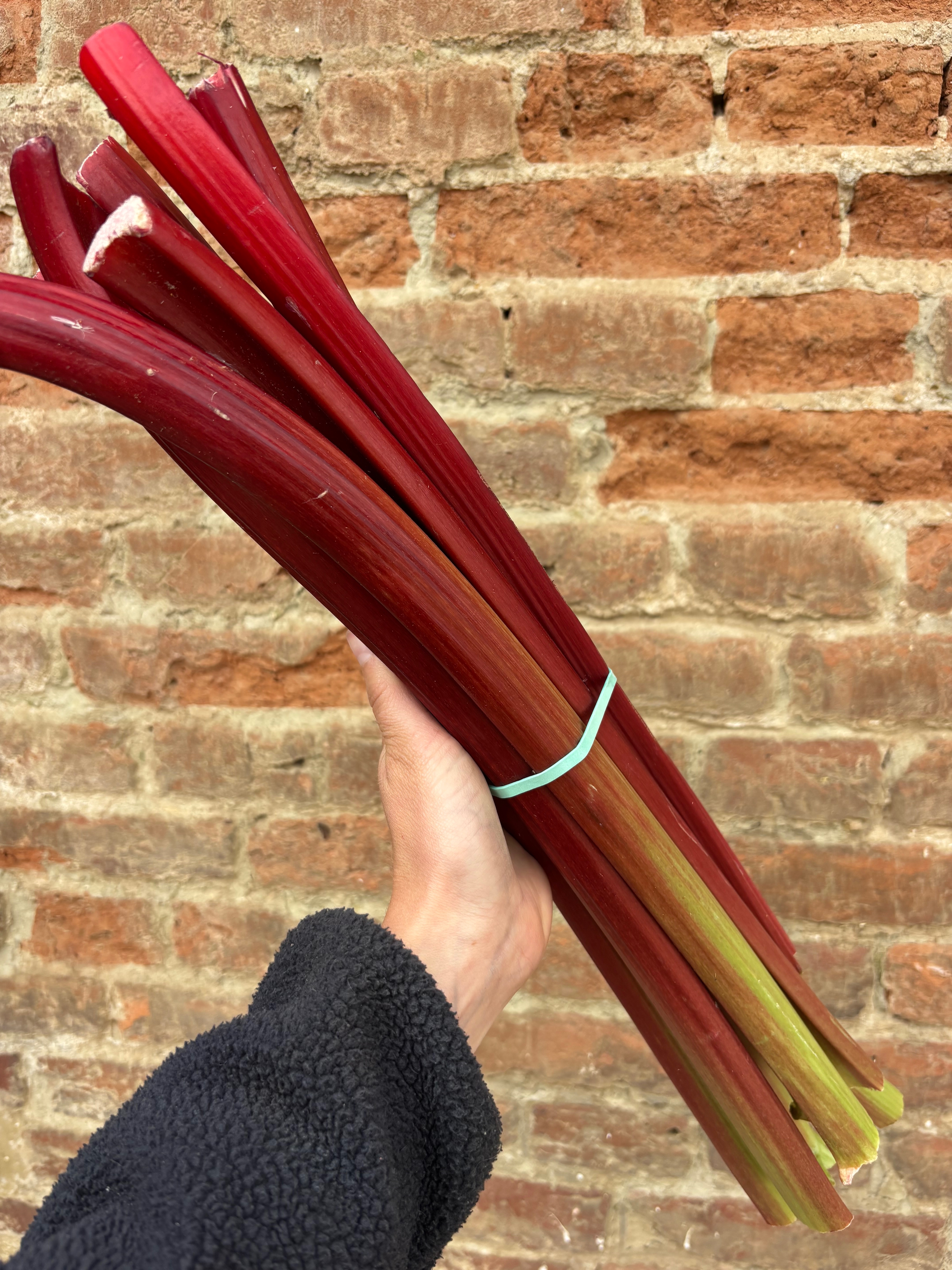 Rhubarbe