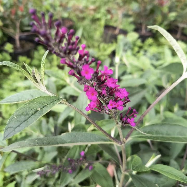 Arbre à papillons - Buddleia "Royal Red"