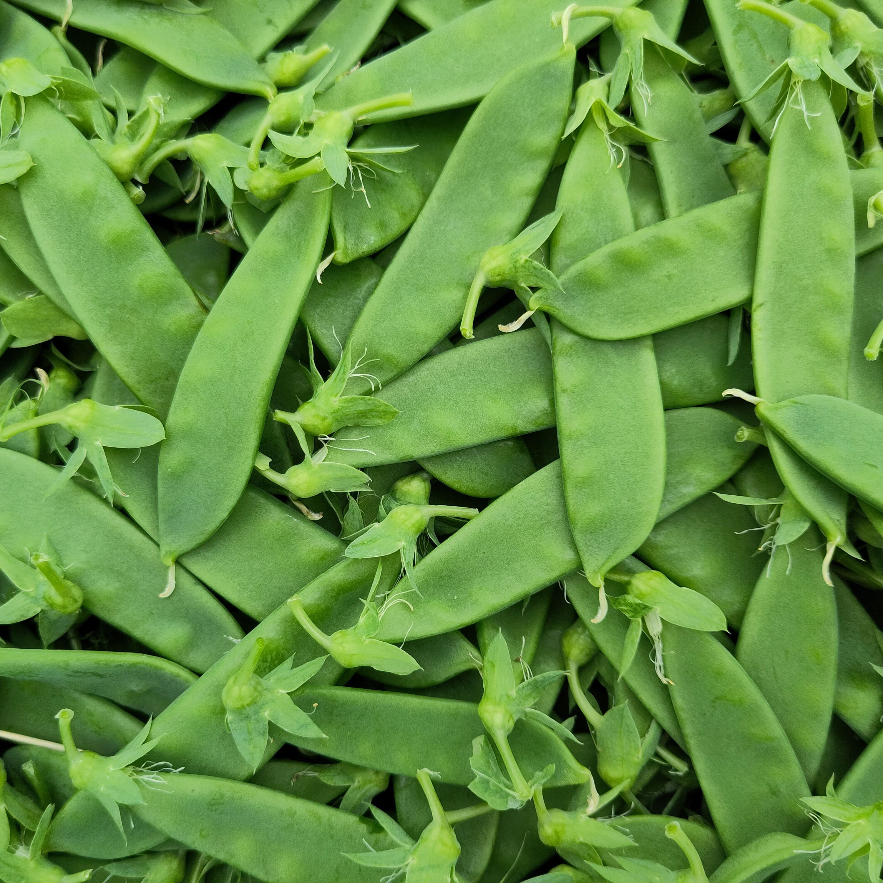 Pois mange-tout