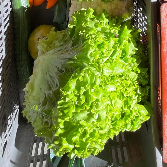 Salade verte du moment - 300g